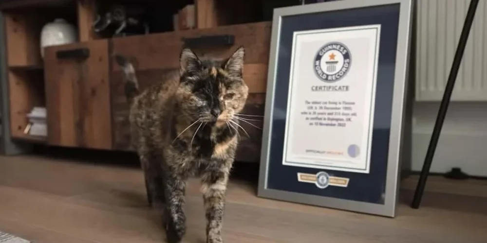 flossie-la-gata-mas-vieja-del-mundo