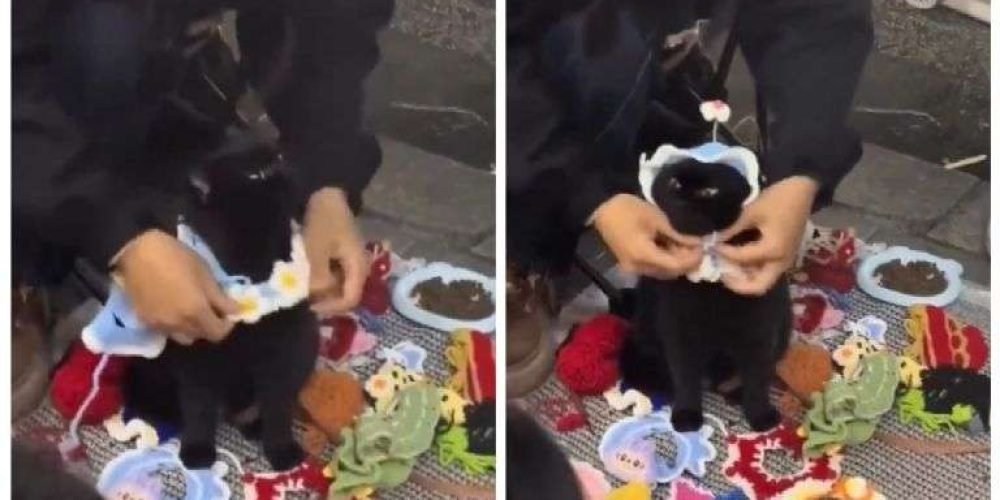 gato-modela-ropa-ayuda-humano-cdmx