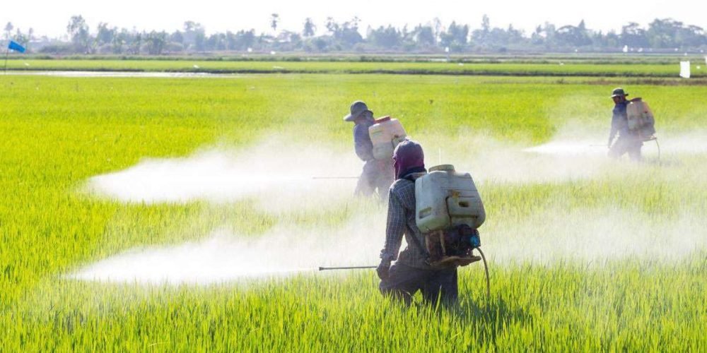 glifosato-greenpeace-salud-importaciones-agricultura-prohibicion-estados-unidos