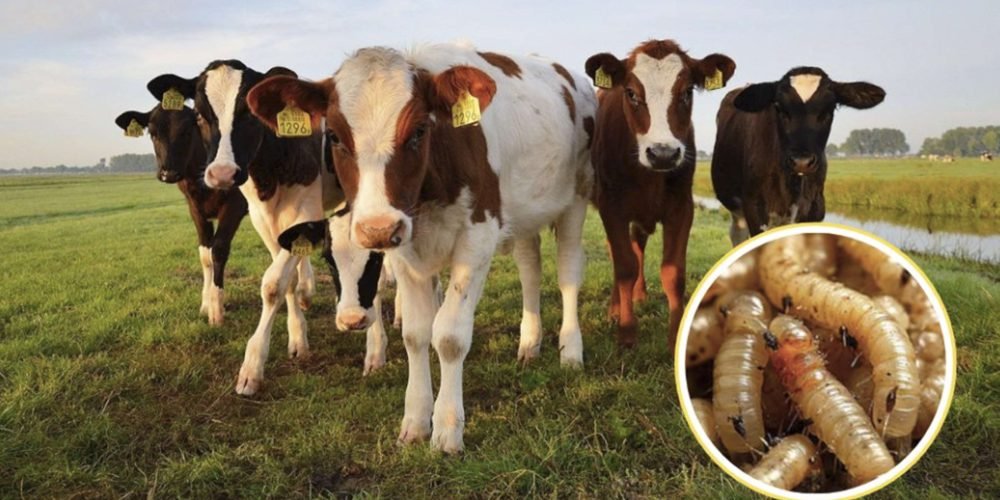 México enfrenta nueva crisis por gusano barrenador tras 30 años de erradicación