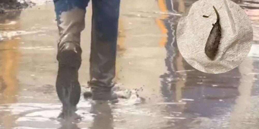 gusanos-cola-de-rata-inundaciones-veracruz