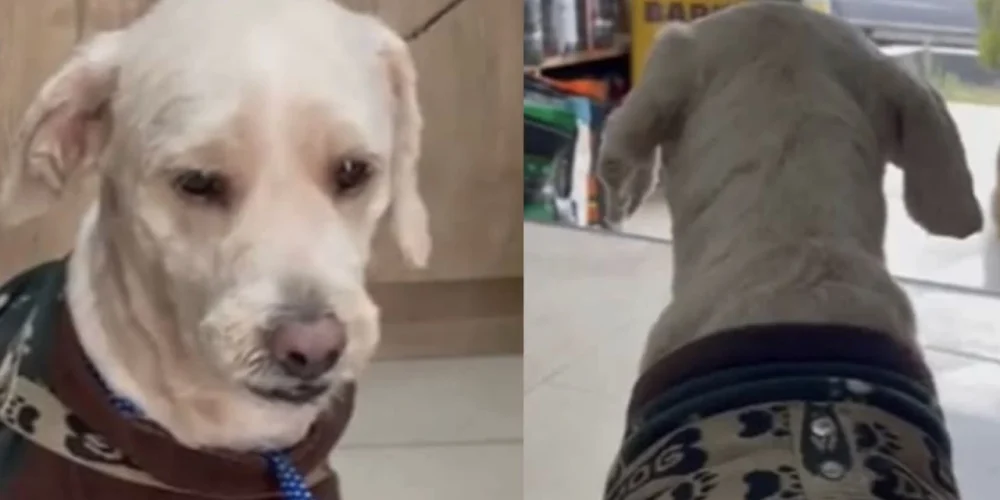 historia-perrito-tobi-abandonado-en-veterinaria