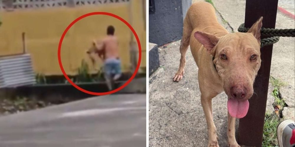hombre-lanza-perros-corriente-de-rio-rescatados