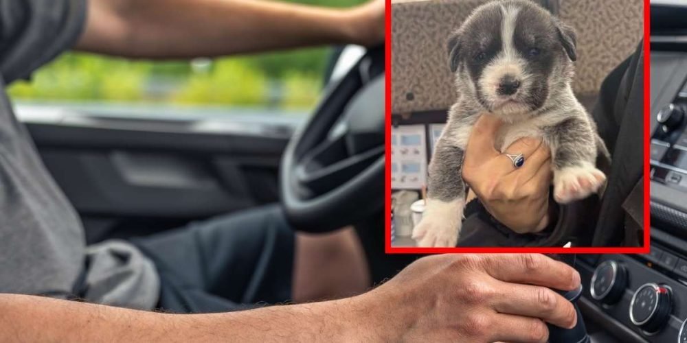 hombre-lanza-seis-perritos-desde-su-carro