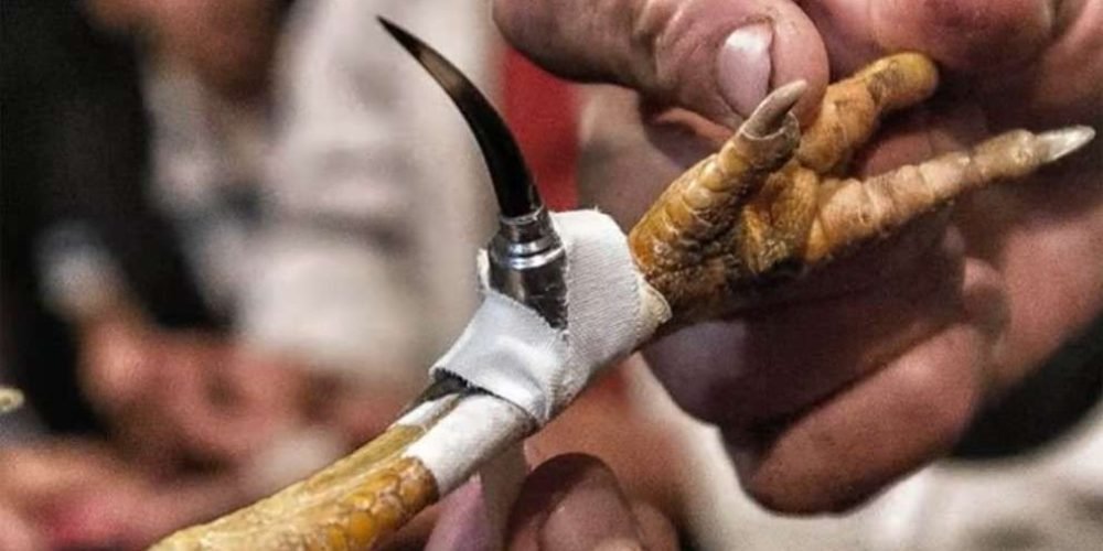 hombre-muere-acuchillado-por-gallo-de-pelea