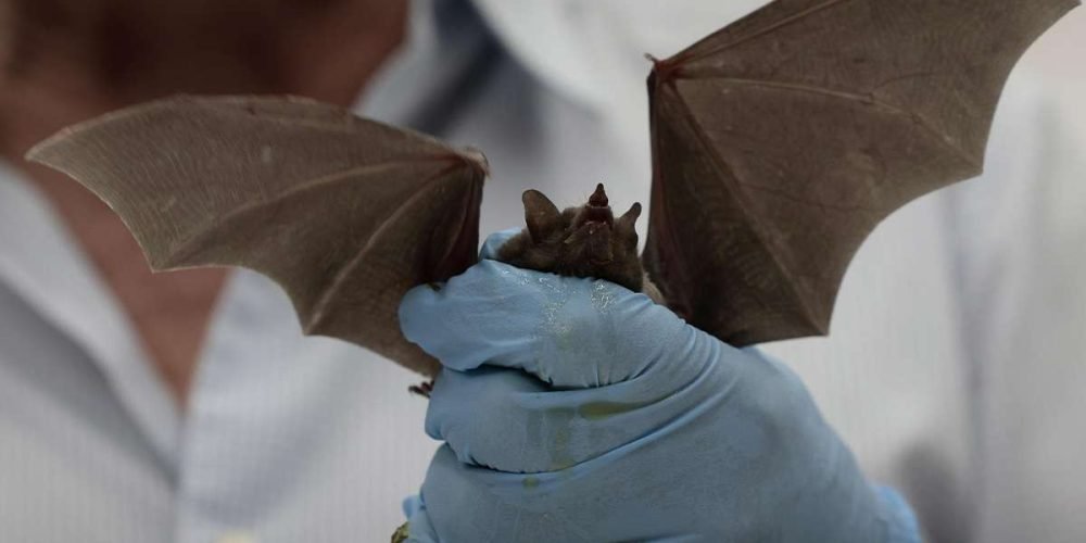 humanos-contagian-mas-virus-que-animales