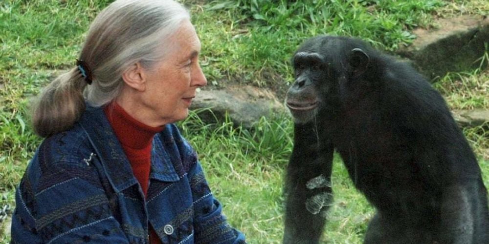 jane-goodall-cumple-90-anos