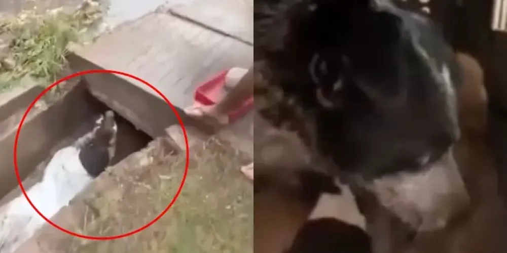 jovencita-entra-drenaje-lleno-de-lodo-rescate-perrita-perritos