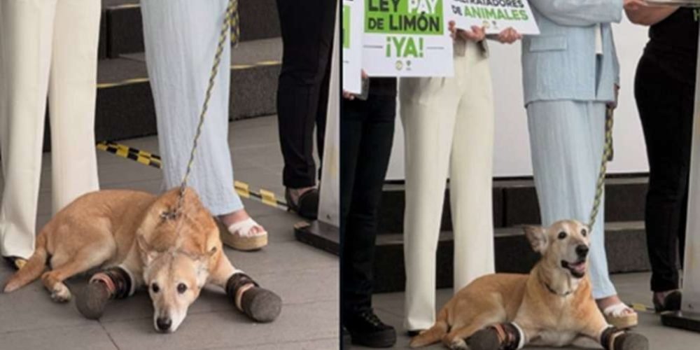 ley-pay-de-limon-contra-maltrato-animal