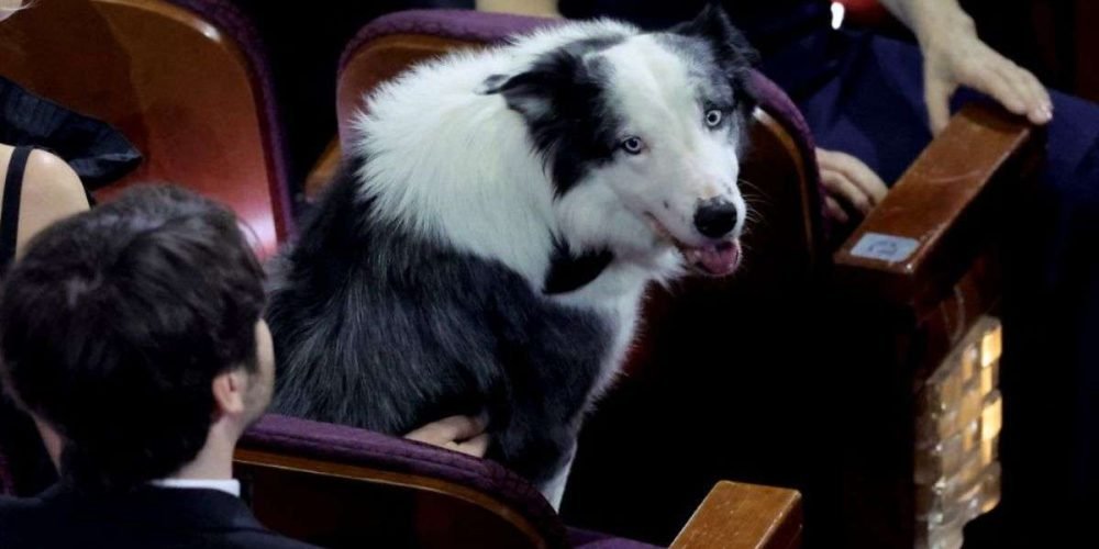 messi-perrito-actor-premios-oscar-2024