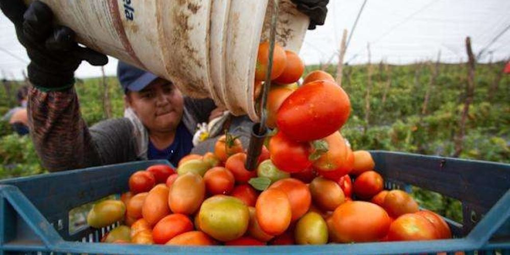 mexico-fija-precio-tomate-con-productores