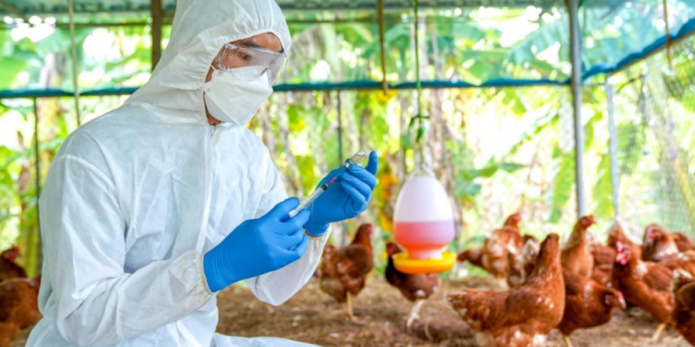 oms-llamado-lucha-contra-gripe-aviar