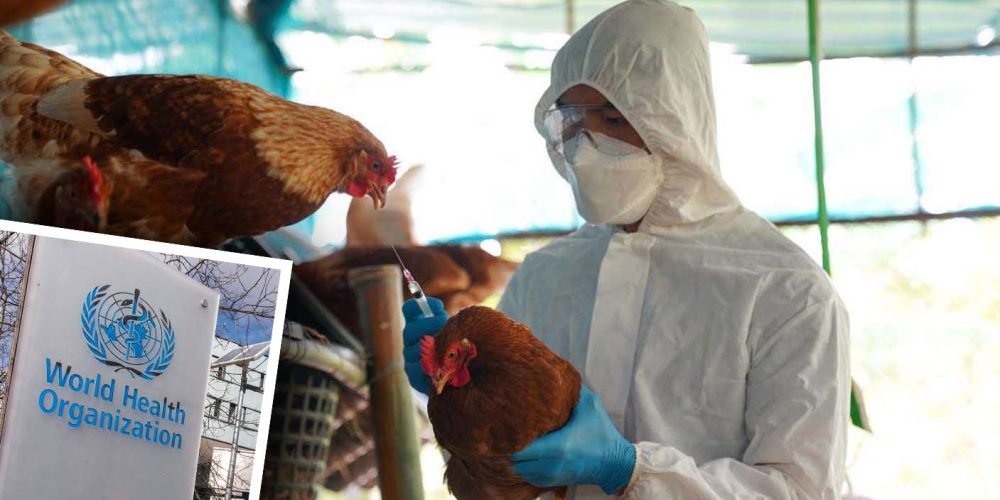 oms-primera-muerte-por-gripe-aviar-H5N2-en-Mexico-primer-caso-a-nivel-mundial