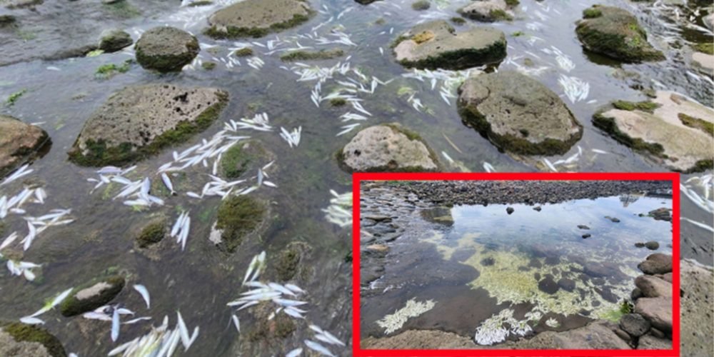 Miles de peces mueren en río de Jeju por salinidad