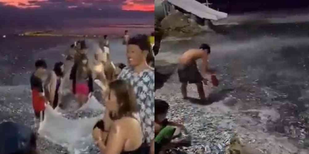 peces-salen-del-mar-previo-terremoto-filipinas