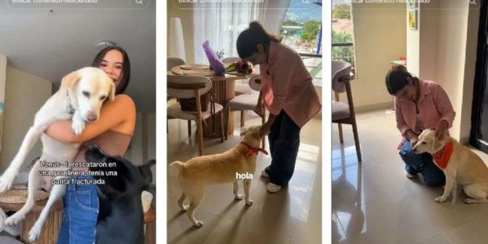 perrita-perdida-durante-siete-anos-se-reencuentracon-su-humana
