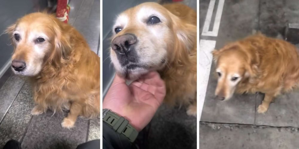 perrita-se-retira-10-anos-de-servicio-empresa-seguridad