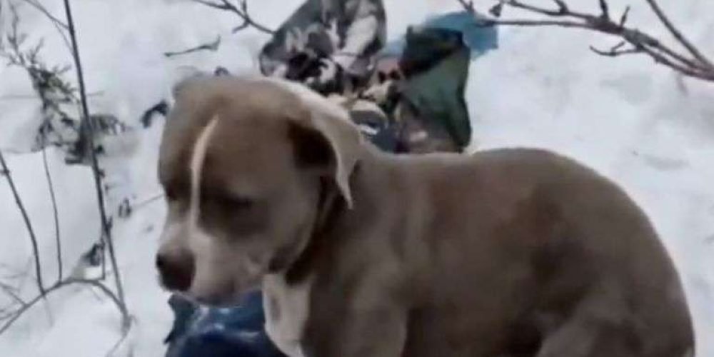perrito-al-lado-humanos-cuatro-dias-muertos-bajo-la-nieve