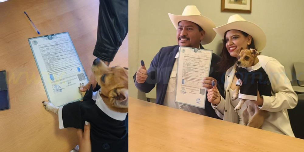 perrito-chihuahua-firma-testigo-boda-humanos