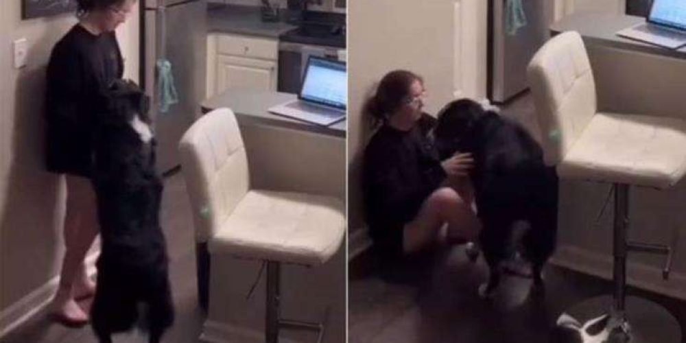 perrito-salva-duena-desmayarse