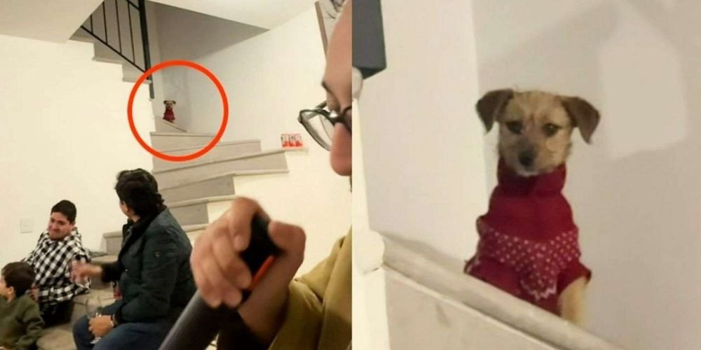 perrito-ve-feo-invitados-casa-año-nuevo
