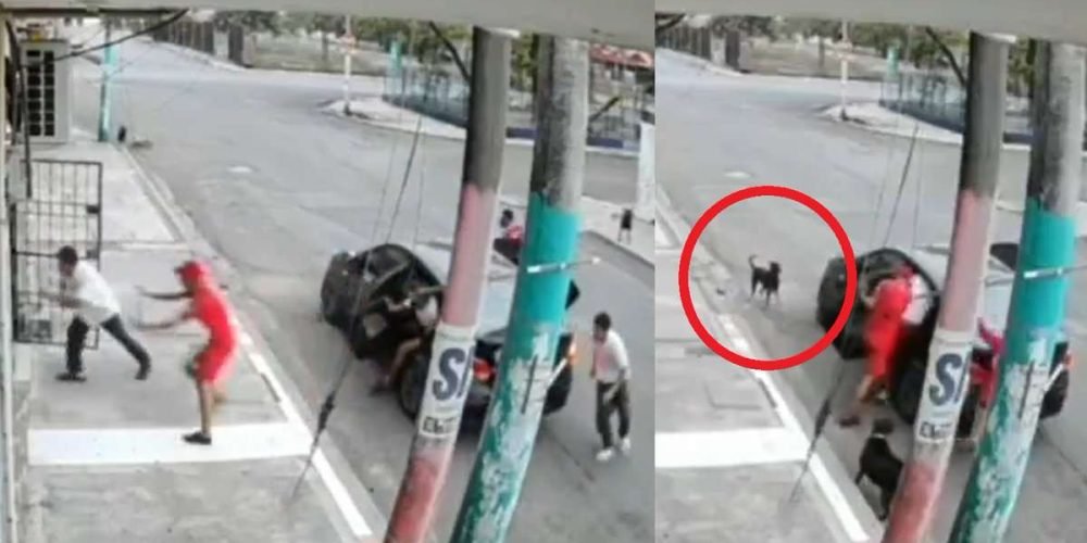 perritos-salvan-abuelito-de-ser-secuestrado