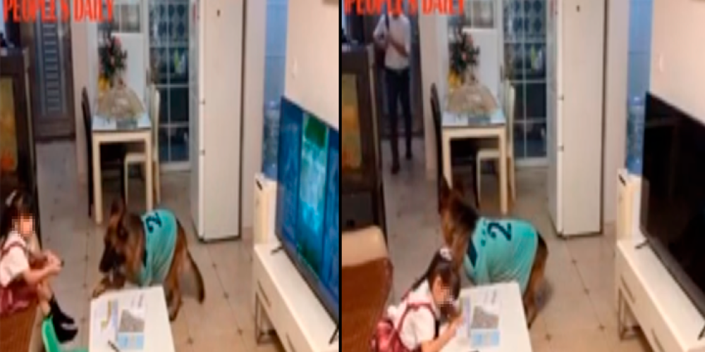 perro-avisa-nina-llegaron-sus-padres-para-que-haga-la-tarea