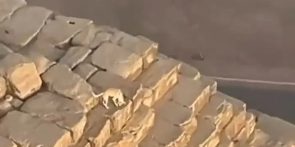 perro-piramide-giza