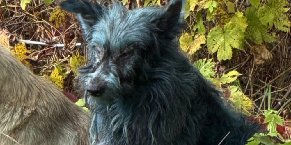 perros-azules-pelaje-chernobil