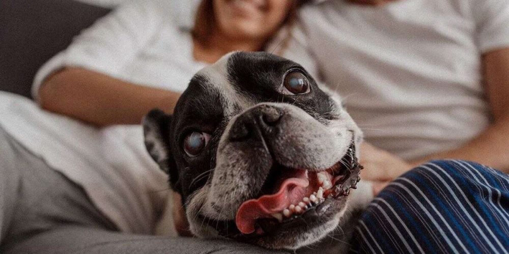 perros-reconocen-voz-de-sus-humanos