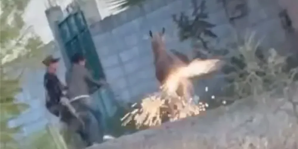 pirotecnia-ano-trasero-burro-cadereyta-queretaro