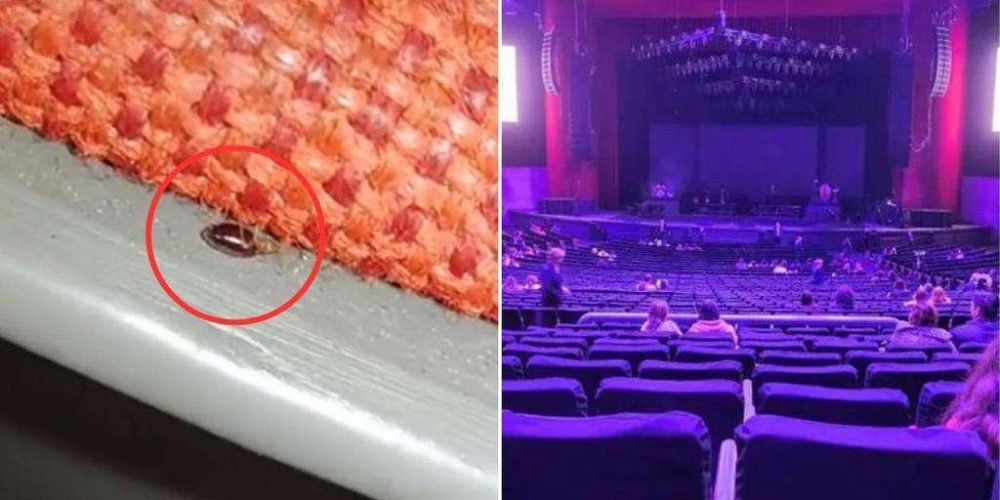 plaga-chinches-concierto-matisse-auditorio-municipal