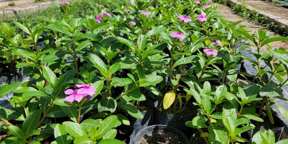 plantas-ornamentales