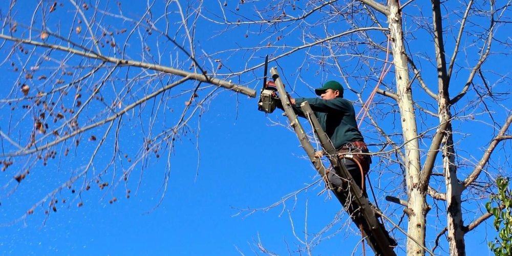 poda-responsable-para-el-mantenimiento-de-los-árboles