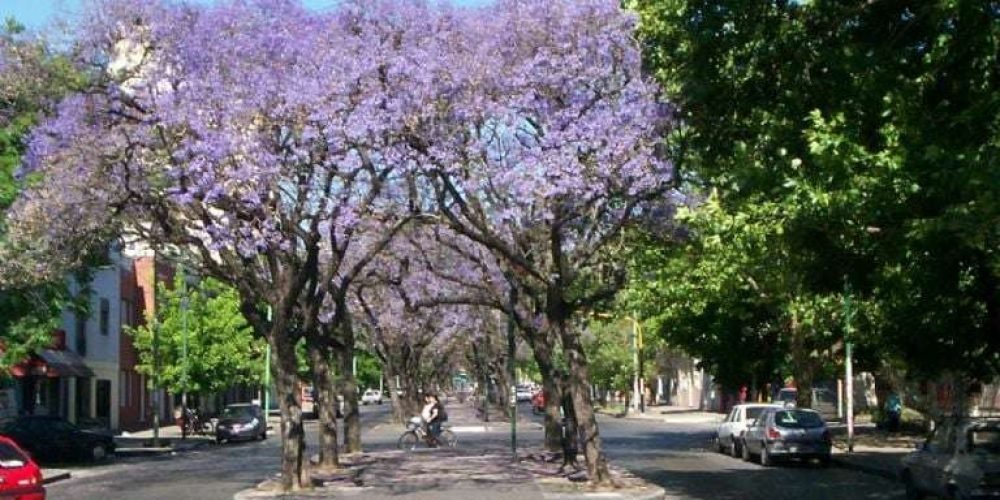 preocupa-jacarandas-florecen-enero-2024