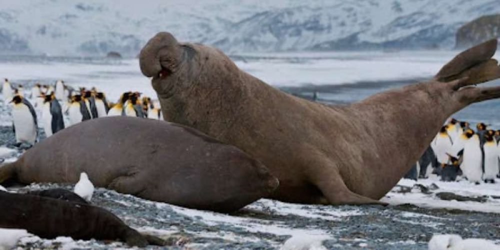 primer-caso-gripe-aviar-patogena-antartida