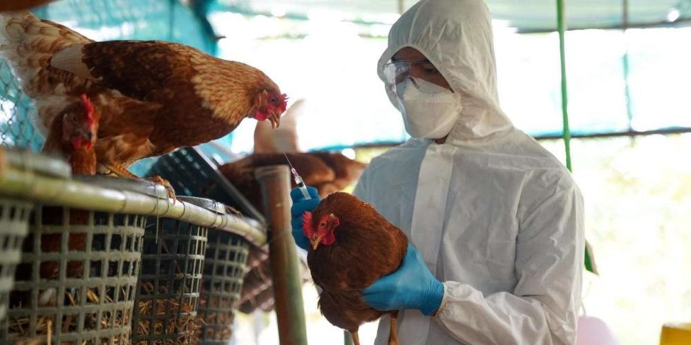 primer-caso-influenza-aviar-h5n1-la-laguna-2025