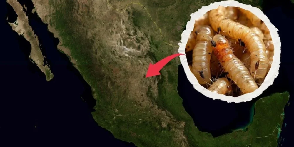 primera-muerte-humana-gusano-barrenador-mexico