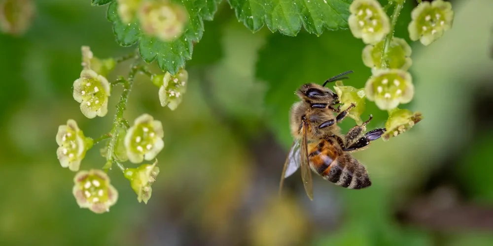 profecia-2026-enjambre-de-abejas
