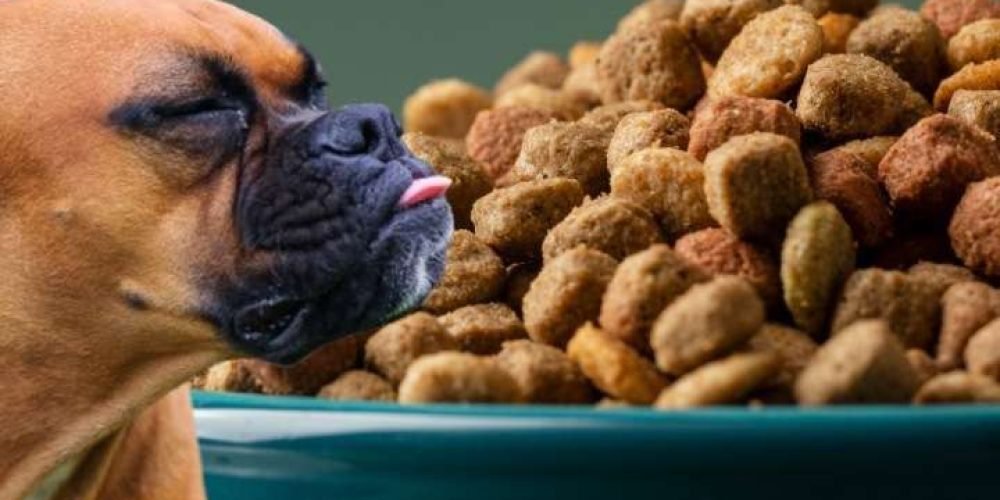 profeco-peores-marcas-de-croquetas