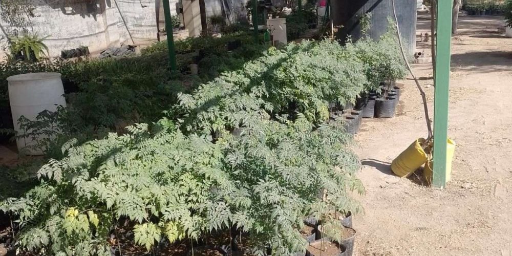 programa-de-arborización-en-gómez-palacio