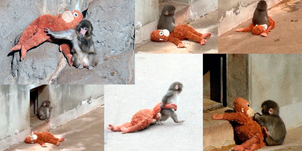 punch-monito-enternece-redes-sociales-peluche-madre-rechazado