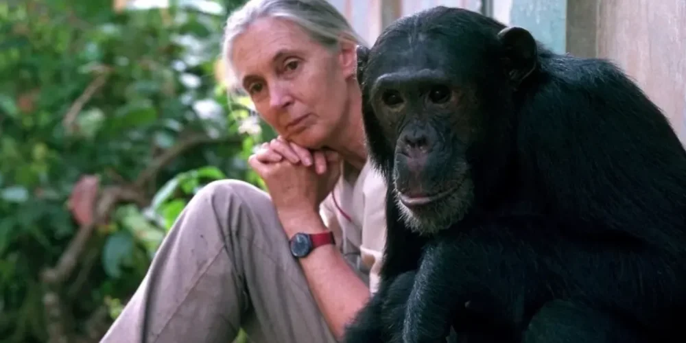 qdep-jane-goodall-primatologa