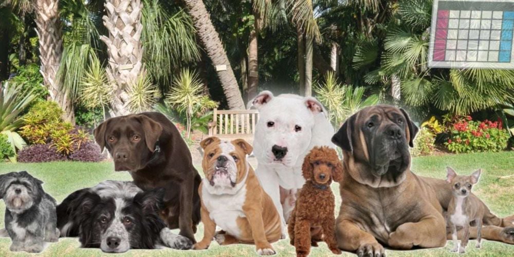 raza-perro-segun-fecha-de-nacimiento