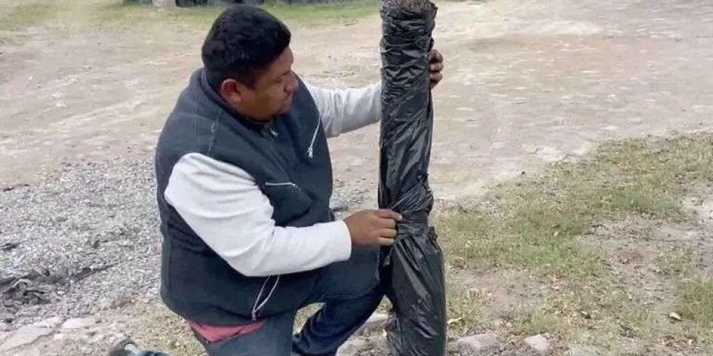 recomendaciones-para-el-cuidado-de-árboles-durante-bajas-temperaturas