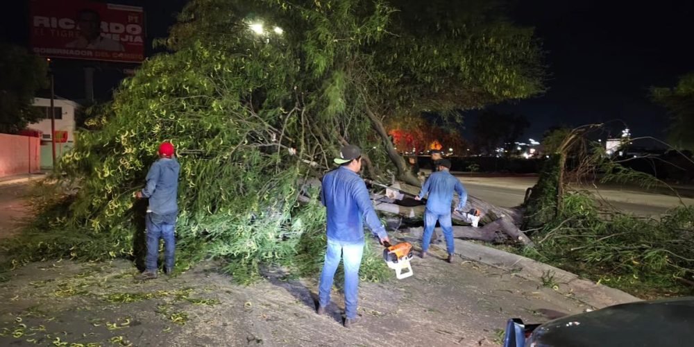 roman-cepeda-torreon-arboles-caidos-mayo-2023