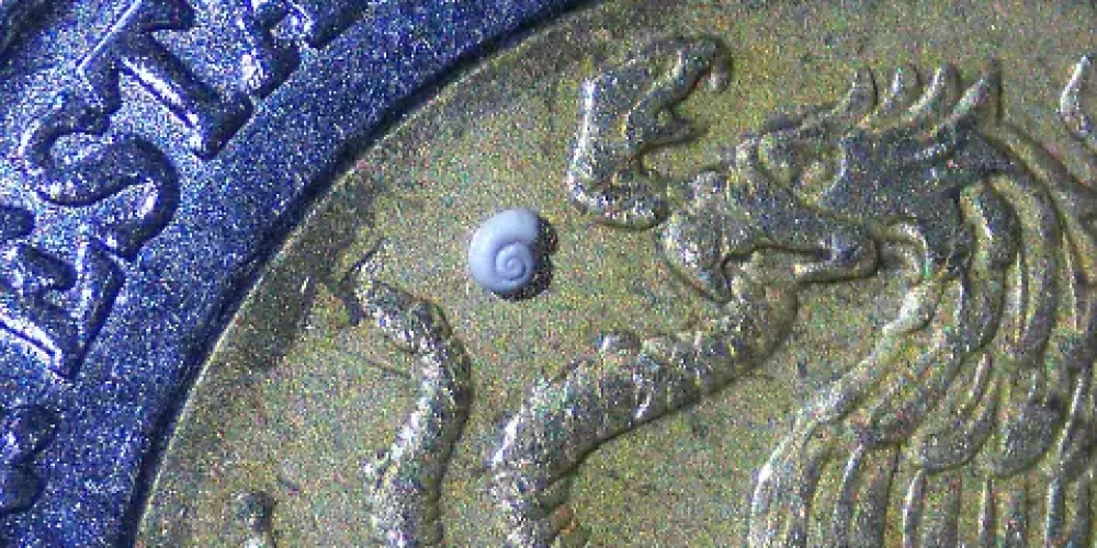 ujed-caracol-mas-chico-del-mundo-coahuila