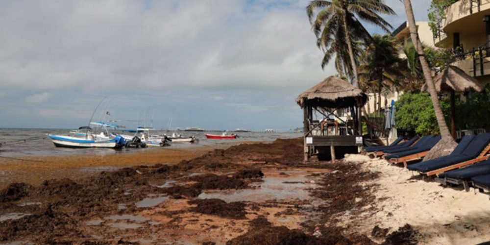 El sargazo vuelve a amenazar la temporada turística en el Caribe mexicano